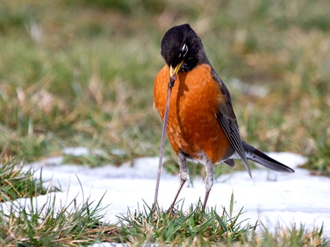 Red Robin Resources