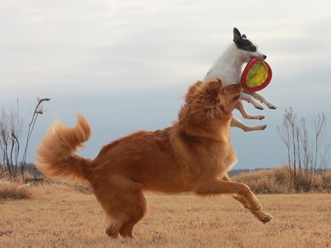 Juguete Hueso Para Perro Con Cuerda Para Lanzar Color Naranja